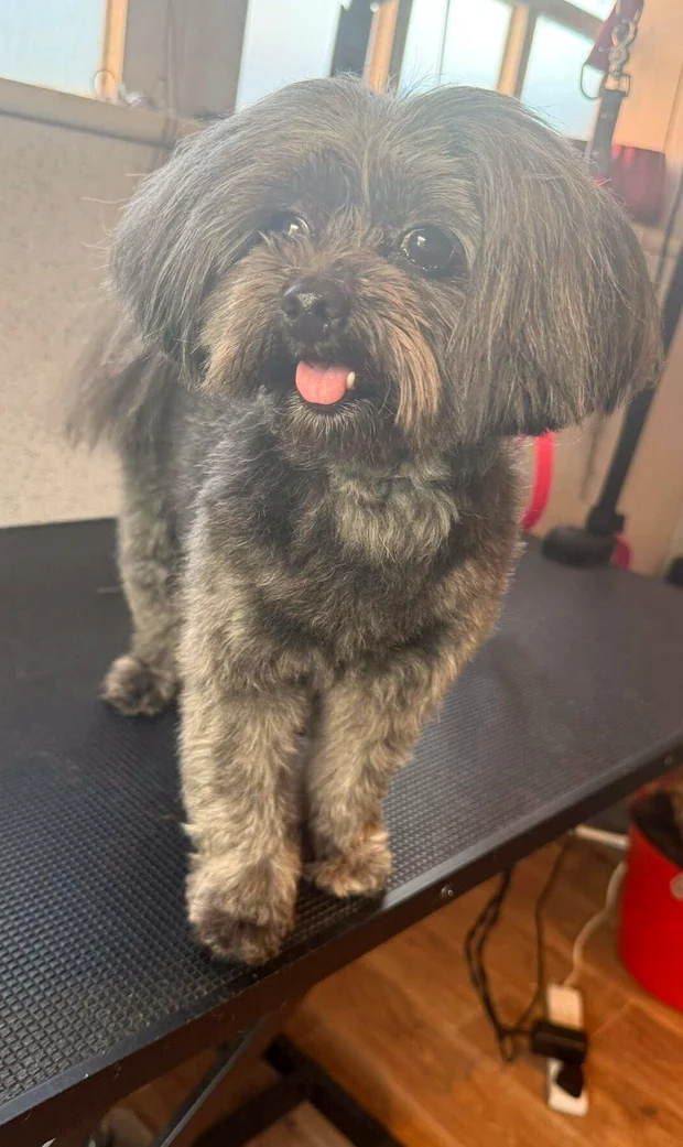 A happy grey Shih-tzu type dog with a soft, freshly trimmed coat, tongue out