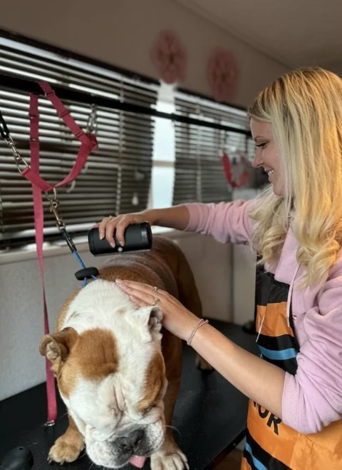 Hollie, the groomer behind Bloom & Groom, gently brushing a bulldog while it relaxes on the table