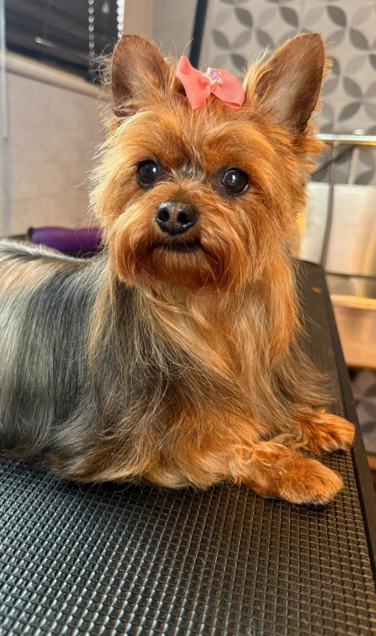 A freshly groomed Yorkshire terrier with a pink bow, sitting on the grooming table