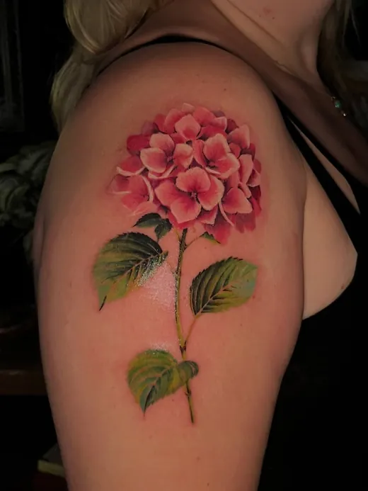 Soft pink hydrangea bloom in full colour on the upper arm