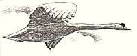 A small line drawing of a swan in flight, printed beside the Cygnus motto.