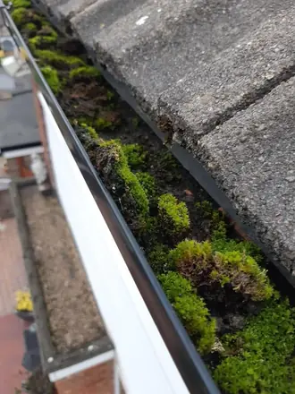 Moss growing out of the gutter, photographed from the pole camera on a Telford gutter