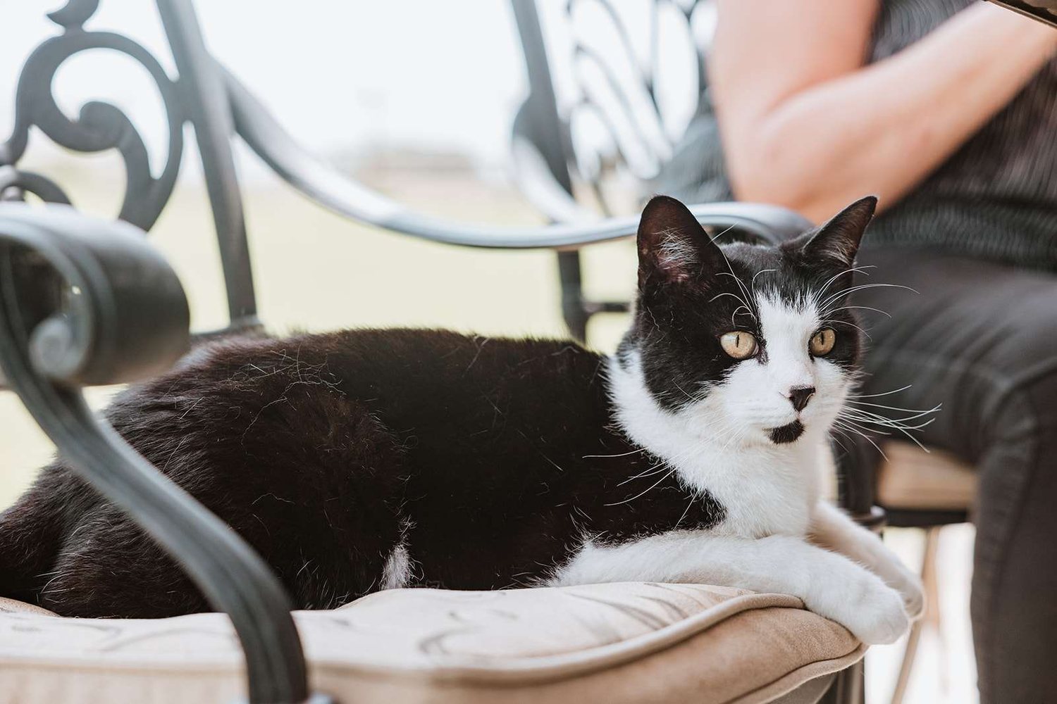 One of the resident black and white cats relaxing in the garden